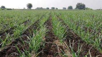 Recommended dose of fertilizer should be given for the vigorous growth of sugarcane
