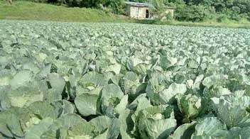 Vigourous growth and healthy farm of Cabbage