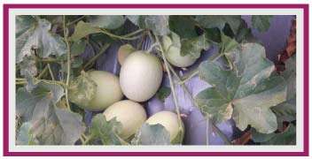 Muskmelon fruit in growth stage