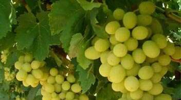 Increase in the yield and quality of grapes as a result of proper management