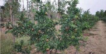 For good quality pomegranate practice proper nutrient management