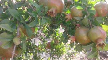 Need for nutrient management for better growth of pomegranate 