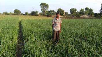 Give fertilizers for increase in the onion yield.