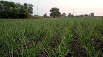 Give recommended fertilizer for good growth and maximum production of sugarcane