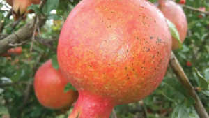 Infestation of Fungus on Pomegranate