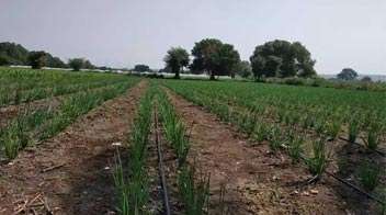 Plot of healthy onion seed due to proper planning of the farmer