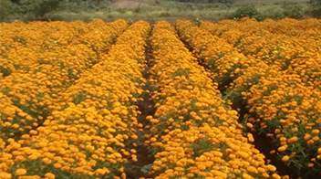 Attractive and healthy Marigold farm