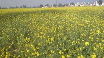 Integrated management of mustard cultivation