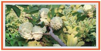 Custard apple during its harvesting stage