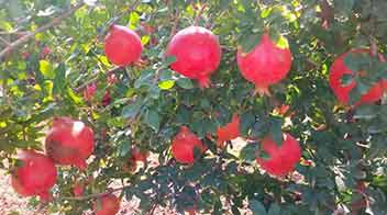 Bumper yield of pomegranate as a result of management by farmer.