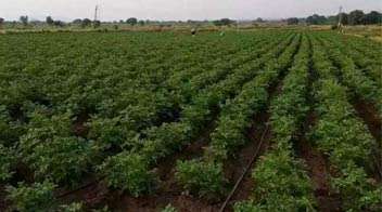 Vigorous growth of potato crop