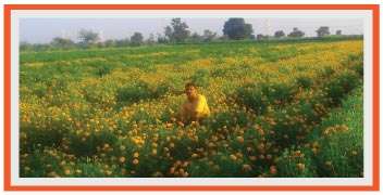 Marigold in full bloom