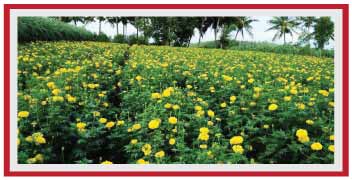 Healthy and attractive Marigold farm