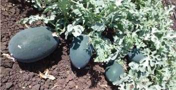 Proper management of nutrients for watermelon of good quality.