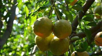 Due to integrated management, an increase in the quality and production of the Oranges.