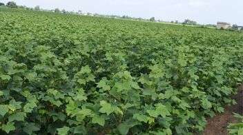 Weeds free healthy cotton farm.