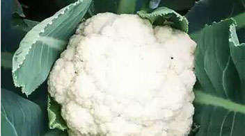Requirement of nutrients for the healthy growth of cauliflower and more yield.