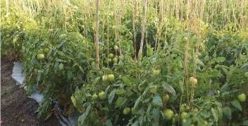 एकात्मिक व्यवस्थापन केलेले टोमॅटोचे निरोगी शेत