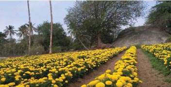 Proper nutrient management for attractive and uninfected marigold