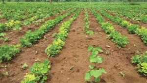 Intercropping of Groundnut in Cotton Crops