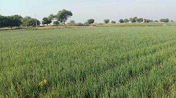 Healthy and vigorous growth of Onion farm