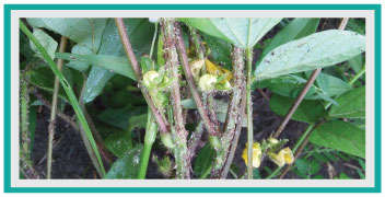Severe Aphid attack in Urid Bean