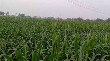 Maize farm with vigorous growth.