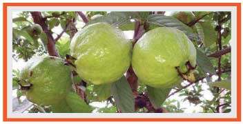 Guavas in growth stage