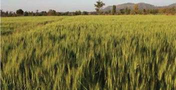 Integrated management of healthy wheat farm