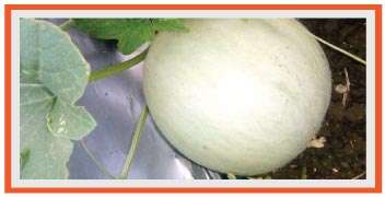 Muskmelon in growth stage
