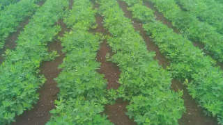 Weeds management and healthy farm of Groundnut.