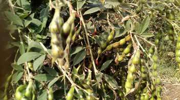 Increase in the production of pigeon peas or tur due to proper planning of nutrients