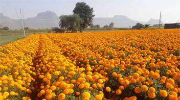 marigold farm with proper management