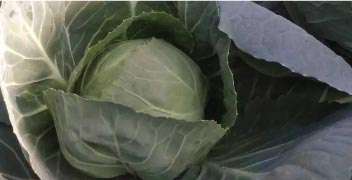 Provide need-based fertilizer to achieve better cabbage growth