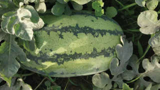 Apropriate nutrient management to get maximum Watermelon yield.