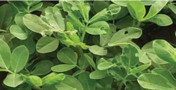 Decrease in fenugreek production due to pest infestations
