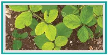 Nutrient deficiency in Soyabean
