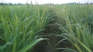 Give recommanded dosage for maximum production of Sugarcane.