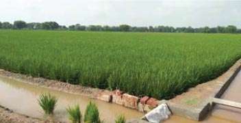 शेतकऱ्याच्या नियोजनामुळे जोमदार वाढ होत असलेले भाताचे पिक