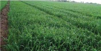 Healthy wheat growth due farmers' proper planning