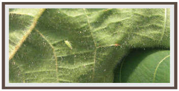 कपास में हरा तेला प्रकोप