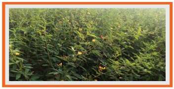 Healthy blossomed Pigeon pea