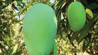 For healthy, fruitfly pest-free mango
