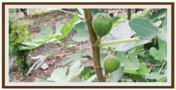 Fig fruit in Growth stages