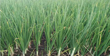 Integrated nutrient management in onion crop