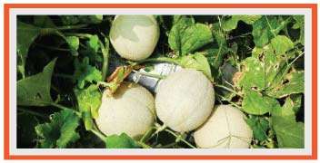 Muskmelon fruits during its harvesting stage