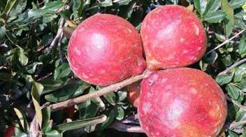 The effects of sunburn on pomegranate fruits due to the intensity of sunlight