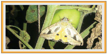 टमाटर में फल चूसक पतंग का और ब्लाईट रोग का प्रकोप