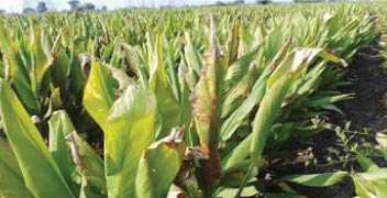 Decline in production of turmeric crop due to infestation of fungus. 