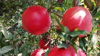 Excellent management of healthy pomegranate farming